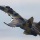 El moderno caza ruso Su-35 es capaz de detenerse en el aire  